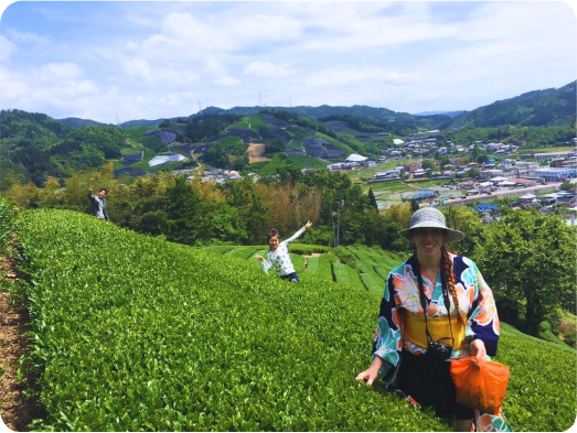 Uji  TEa PICKING